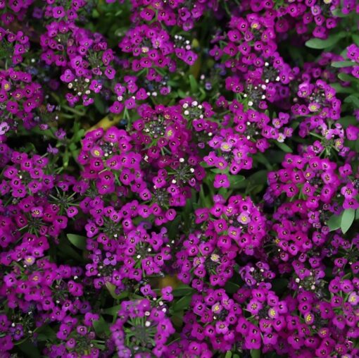 Alyssum Deep Purple