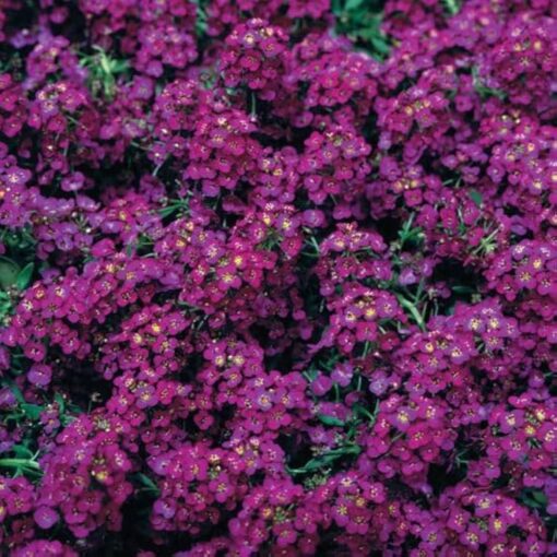 Alyssum Deep Purple