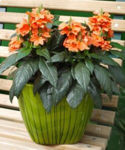 Crossandra Tropic Flame