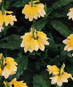 Crossandra Yellow Splash