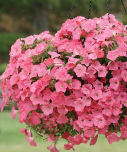 Petunia Easy Wave Coral