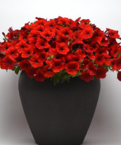 Petunia Easy Wave Red