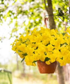 Viola Highflyer Yellow
