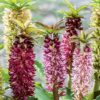 Eucomis Hybrids