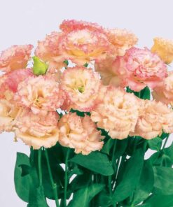 Lisianthus Voyage 2 Champagne