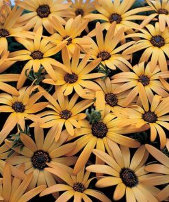 Osteospermum African Sun