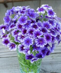 Phlox Blueberry Swirl