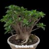 Adenium Golden Umbrella