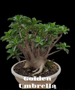 Adenium Golden Umbrella