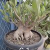Adenium G1