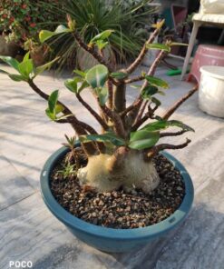 Adenium Mong Kud Leo