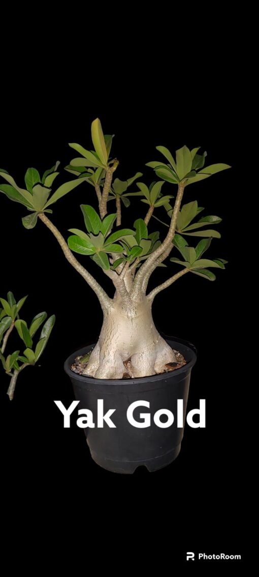 Adenium Yak Gold