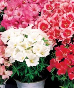 Godetia Satin
