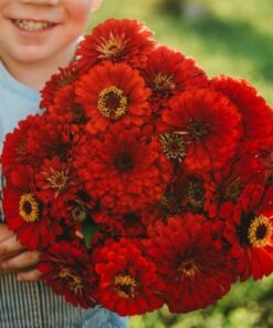 Zinnia benery Giant Scarlet