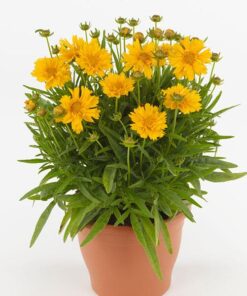 Coreopsis Double the Sun