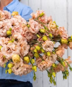lisianthus voyage 2 apricot