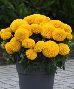Marigold Radha Yellow
