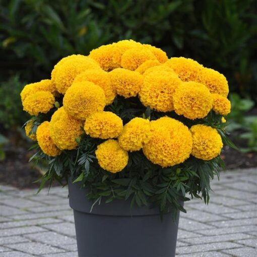 Marigold Radha Yellow