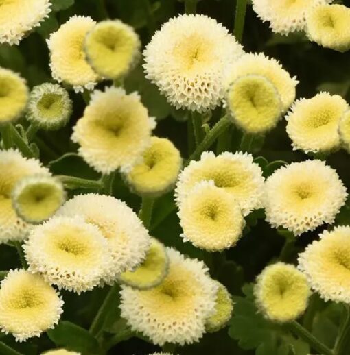 Matricaria Vegmo Snowball