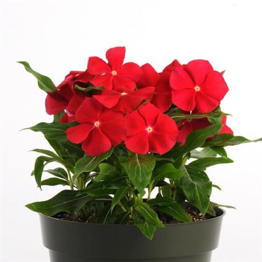 Vinca Red Really