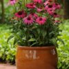 Echinacea PowWow Wild Berry