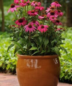 Echinacea PowWow Wild Berry