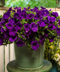 Petunia Easy Wave Blue