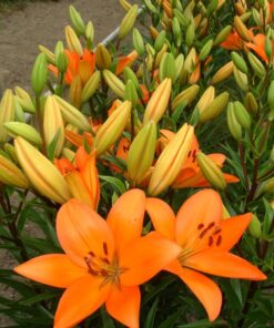 Asiatic lily Eremo