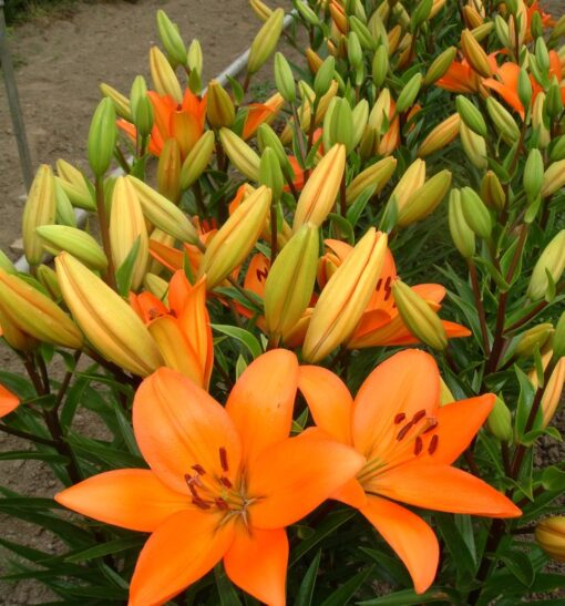 Asiatic lily Eremo