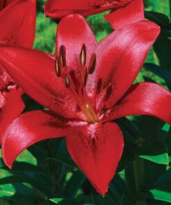 Asiatic lily Colares