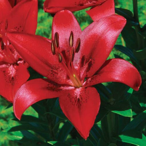 Asiatic lily Colares