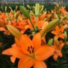 Asiatic lily Flemington