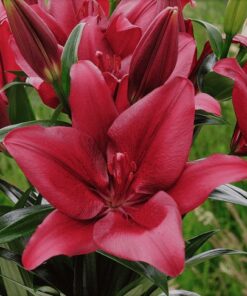 Asiatic lily Forza