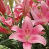 Asiatic lily Indian Summerset