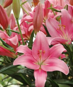 Asiatic lily Indian Summerset