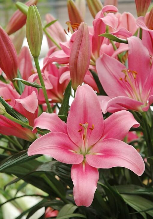 Asiatic lily Indian Summerset