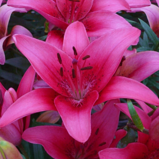 Asiatic lily Shimla