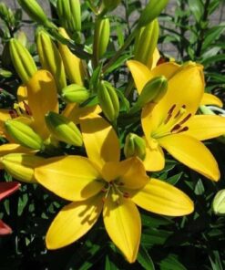 Asiatic lily Pavia