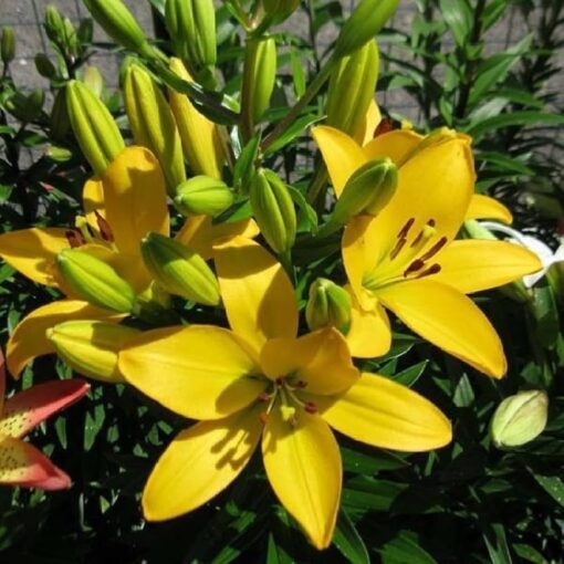 Asiatic lily Pavia