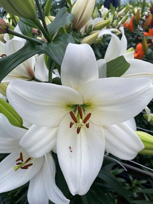 Asiatic lily Volvic