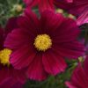 Cosmos Sonata Purple Shades