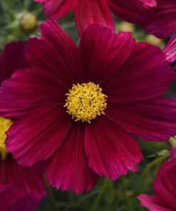 Cosmos Sonata Purple Shades