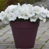 Petunia Easy Wave White