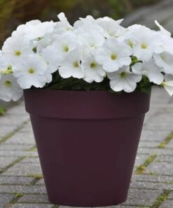 Petunia Easy Wave White