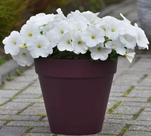 Petunia Easy Wave White