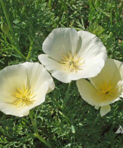 California Poppy White