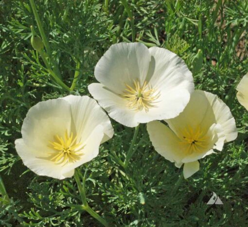 California Poppy White