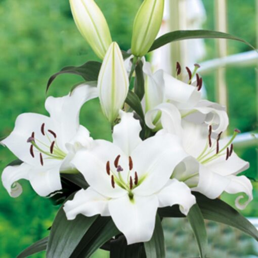 Oriental lily Zambesi