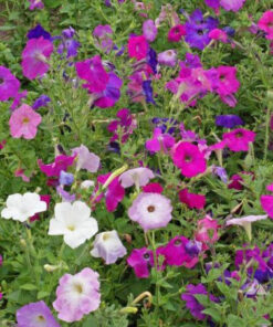 petunia nana compacta