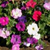 Petunia Nana Compacta